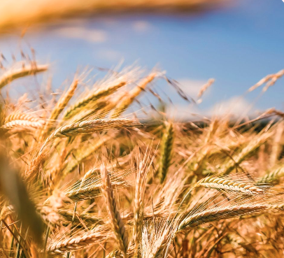 QUNO Sustainable and Just Economic Systems