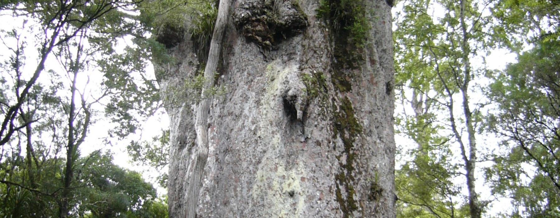Te Matua Ngāhere, Waipoua Forest, Northland