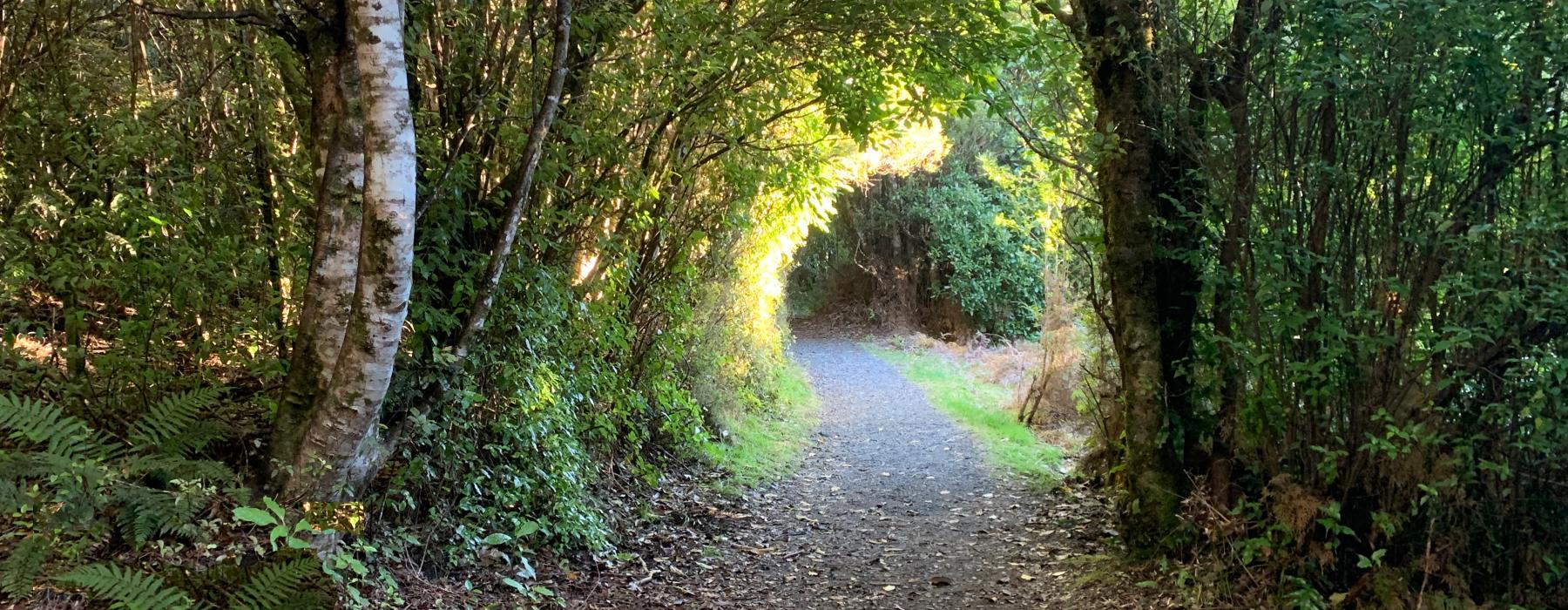 Path through woods