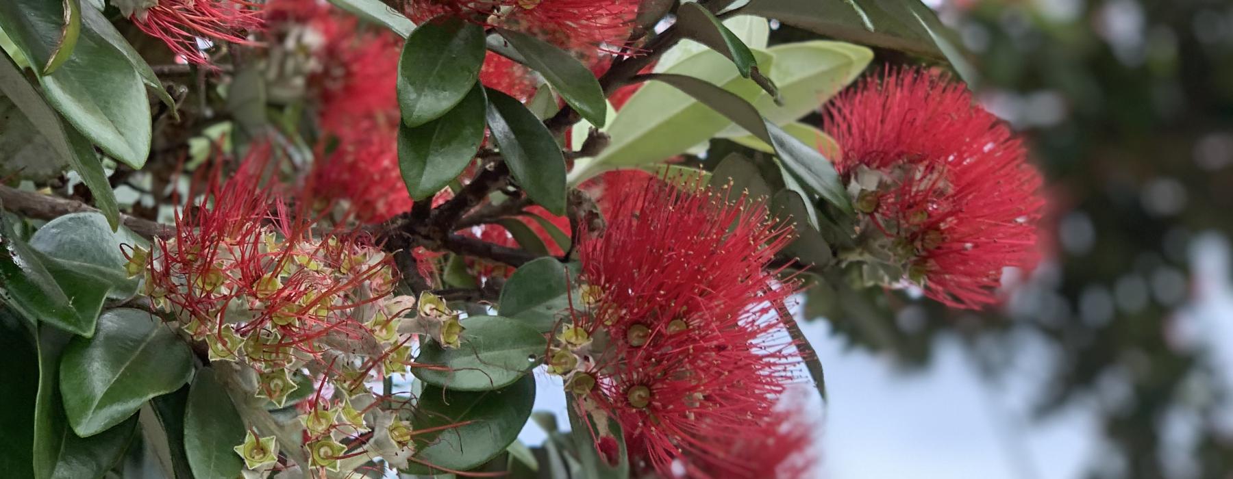 Pohutukawa