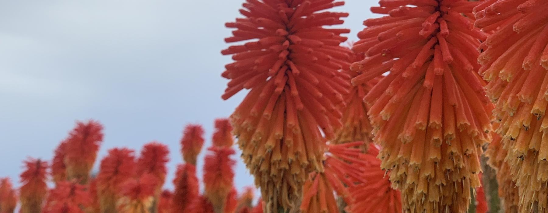Red hot pokers
