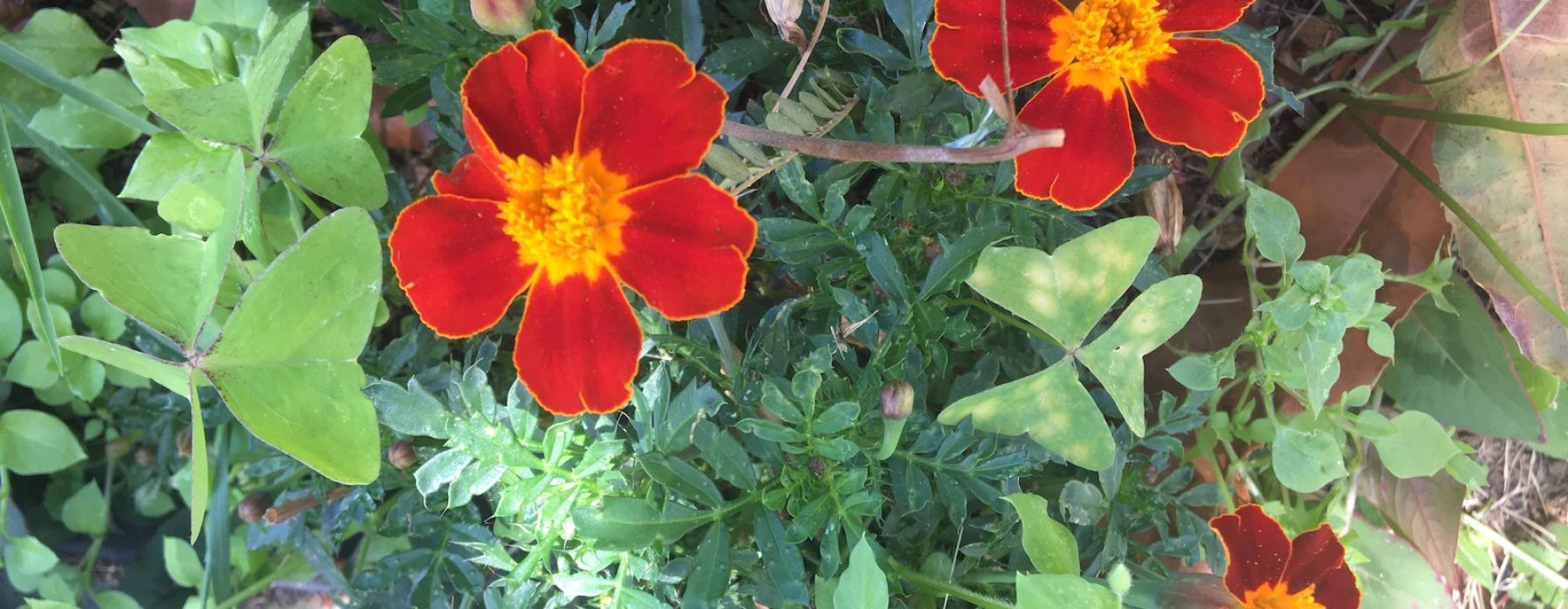 Flowers