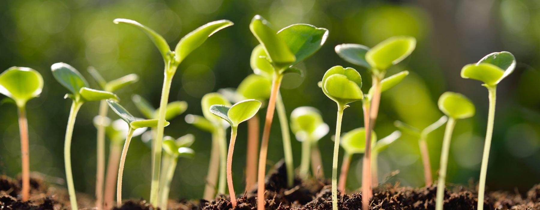 Seedlings