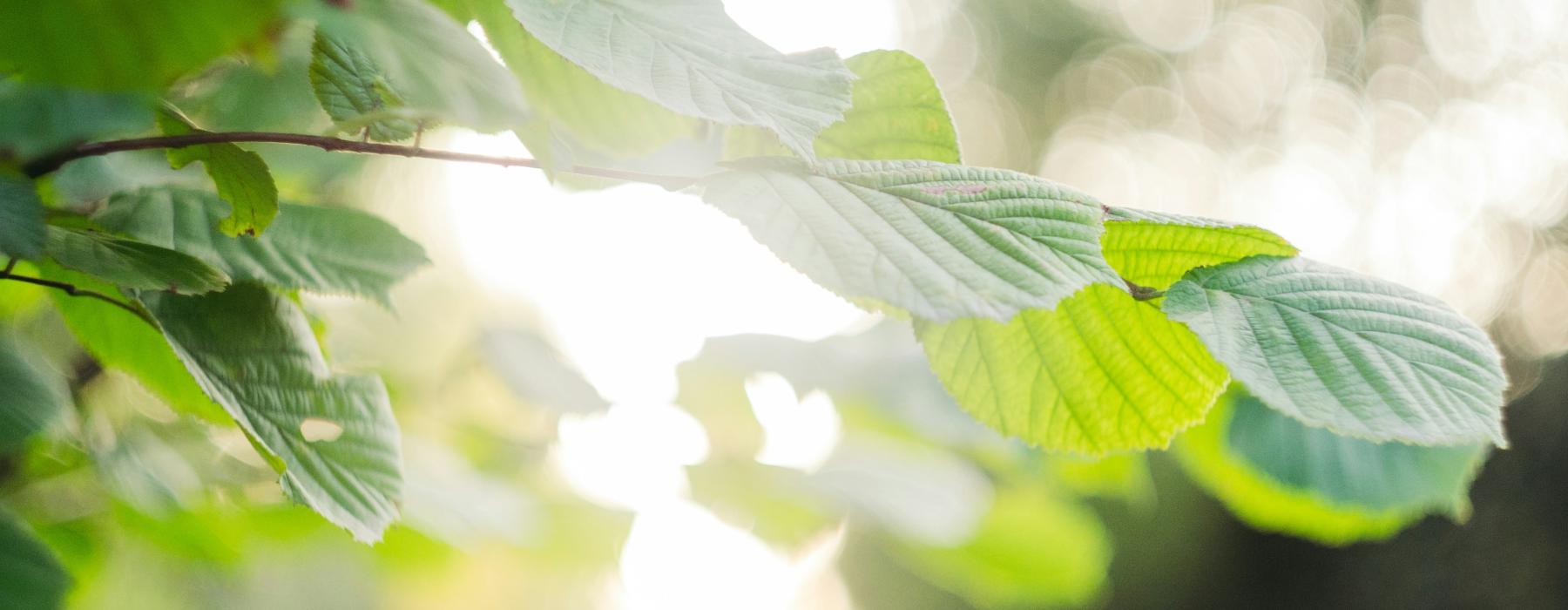 light shining through leaves