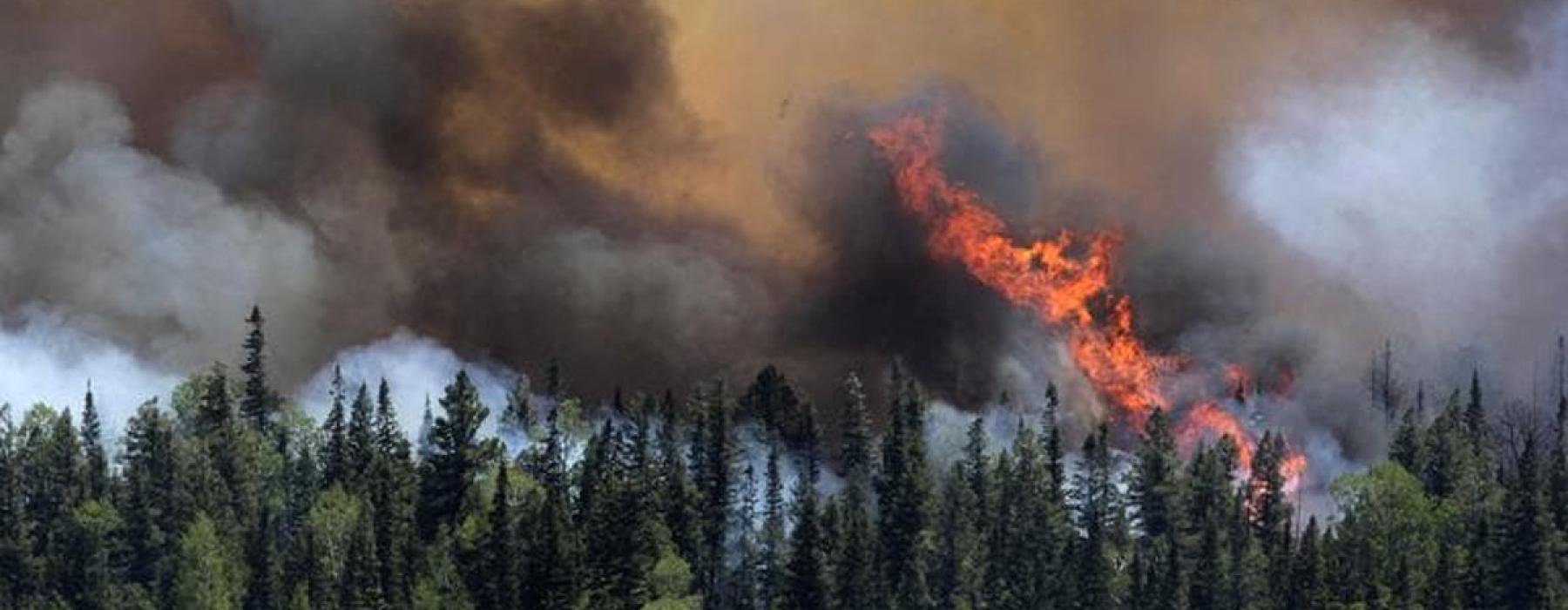 forest fire