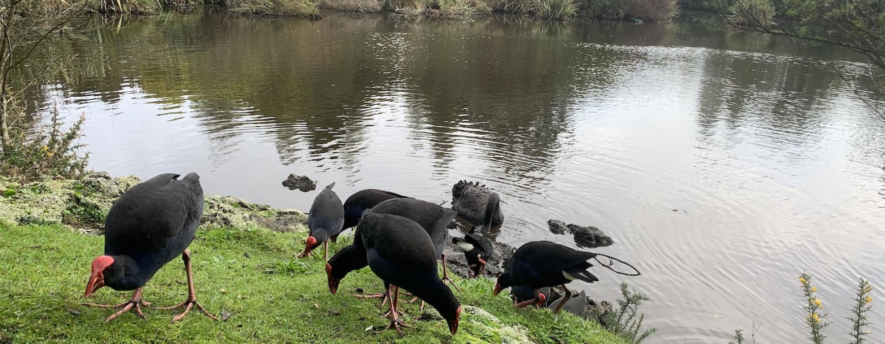 pukekos