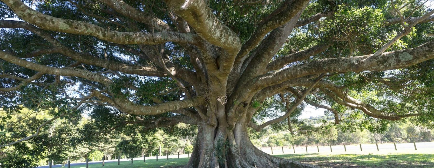Fig Tree