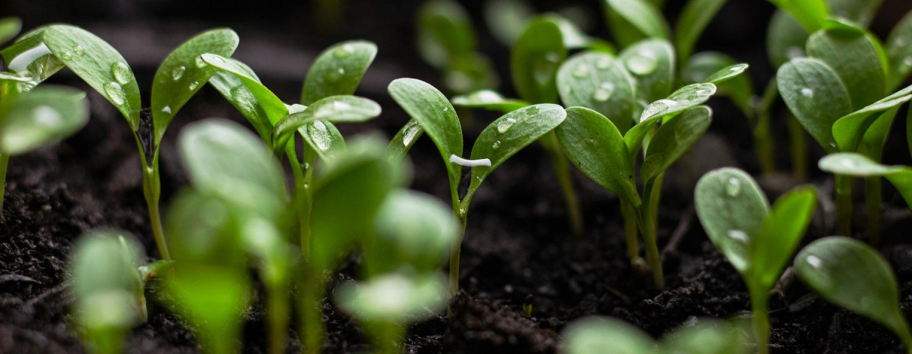 Seedlings