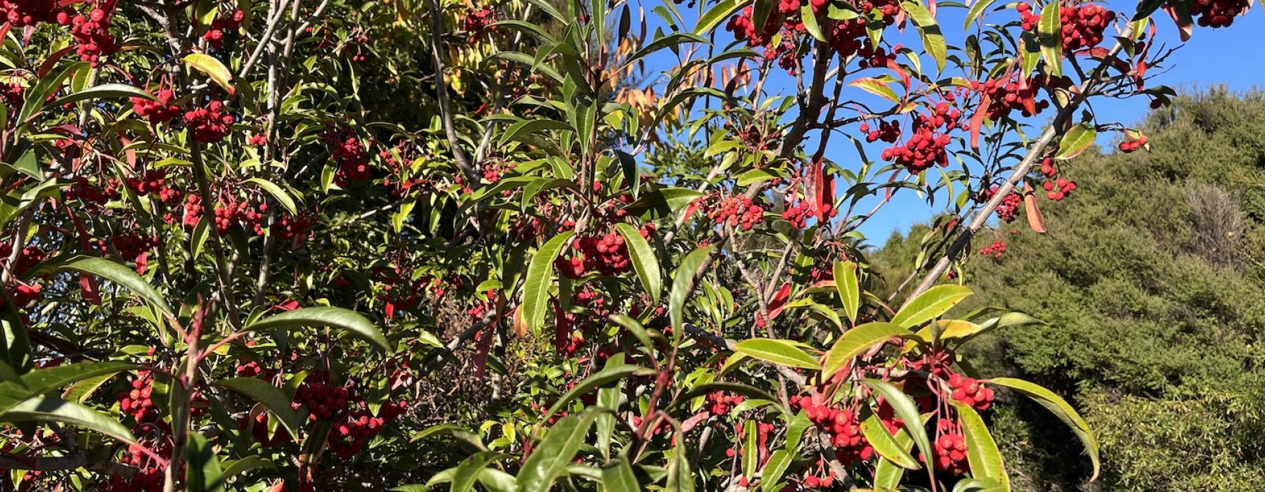Davids Photinia - Turangi
