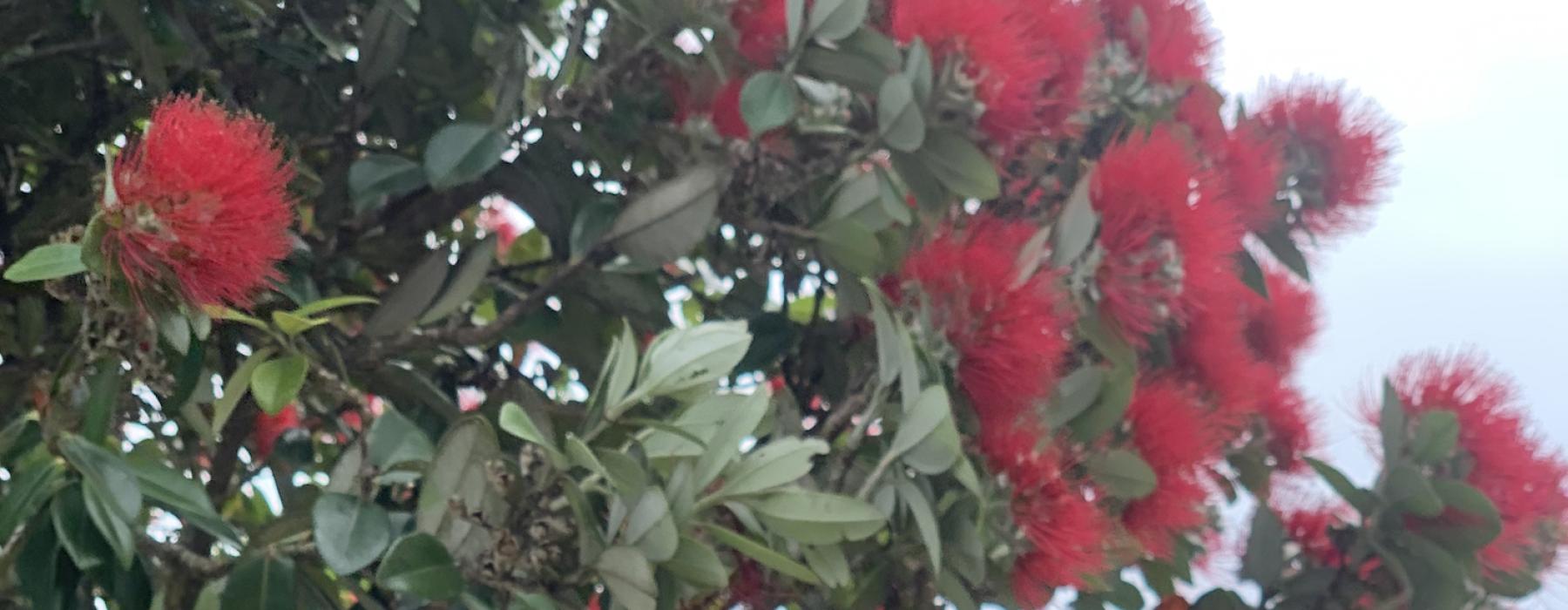 Pohutukawa