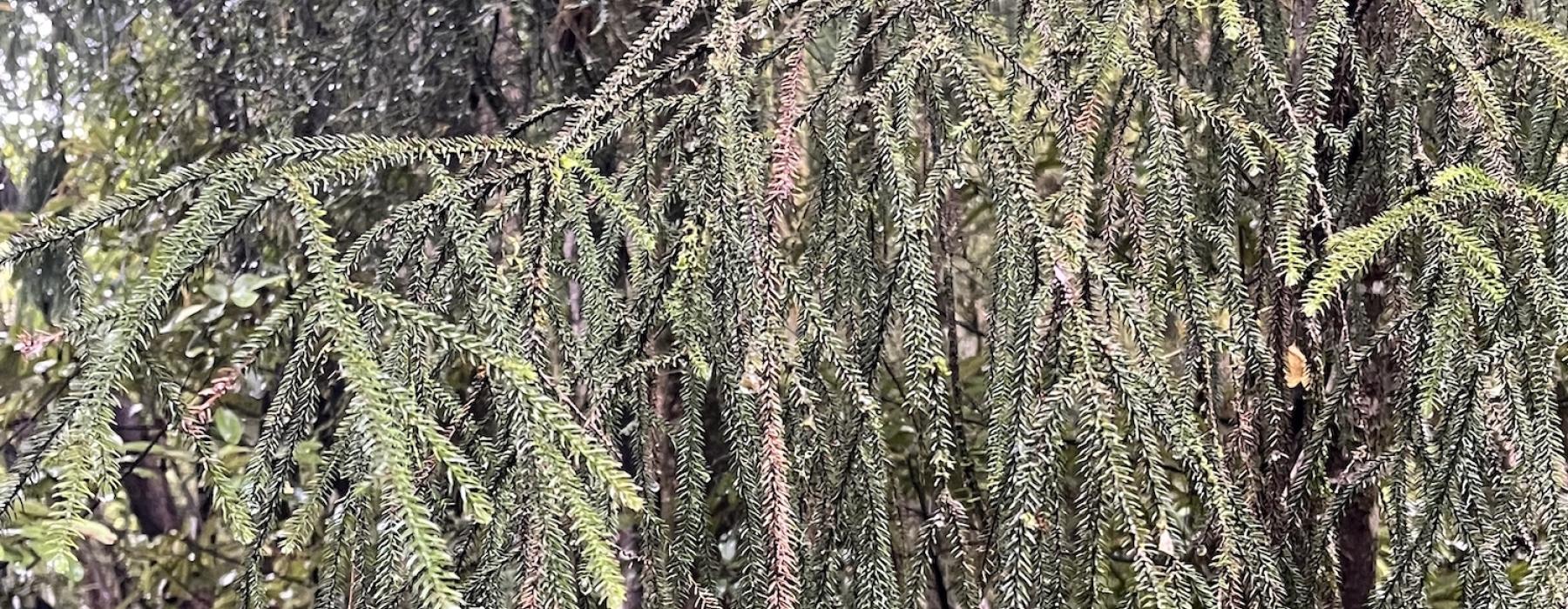 Rimu Fronds - Rotopounamu