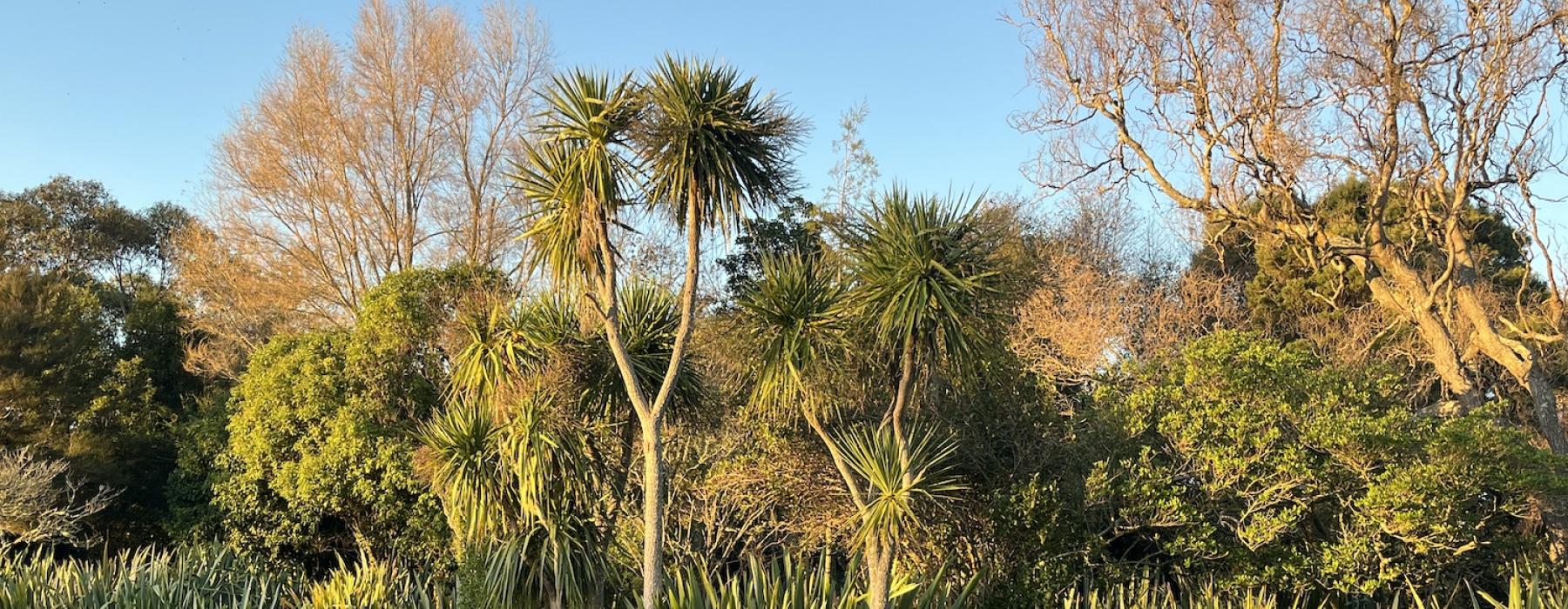 Treescape - Whanganui Quaker Centre