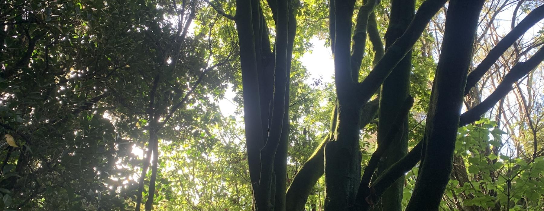 Treescape - Western Springs Auckland