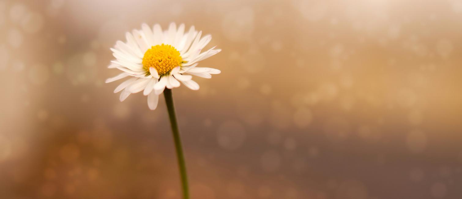 photo of a daisy