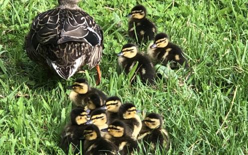 Ducks