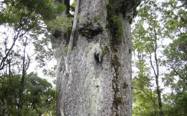 Te Matua Ngāhere, Waipoua Forest, Northland