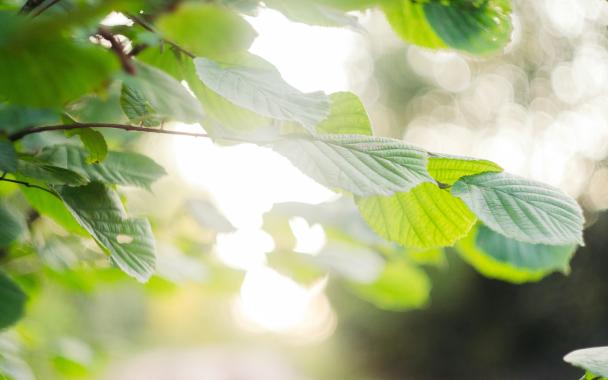 light shining through leaves