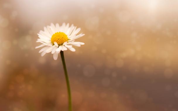 photo of a daisy