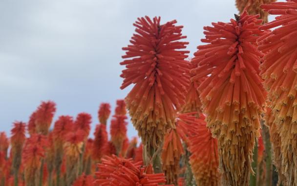 Red hot pokers