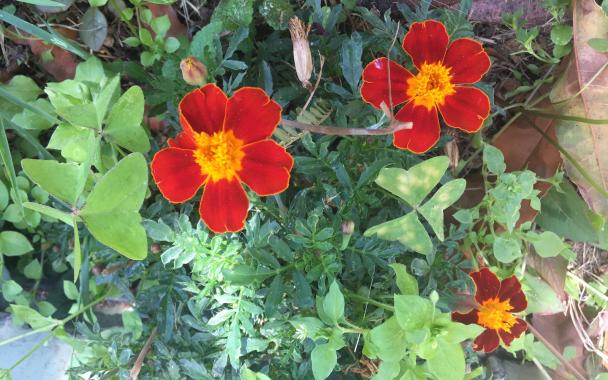 Flowers