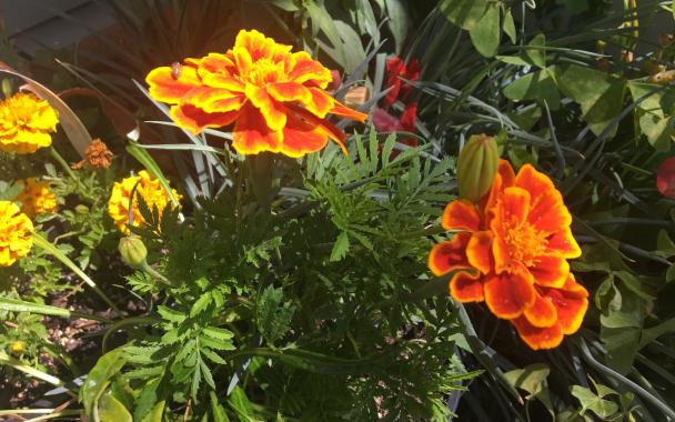Flowers