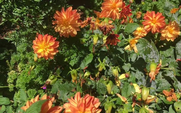 Flowers