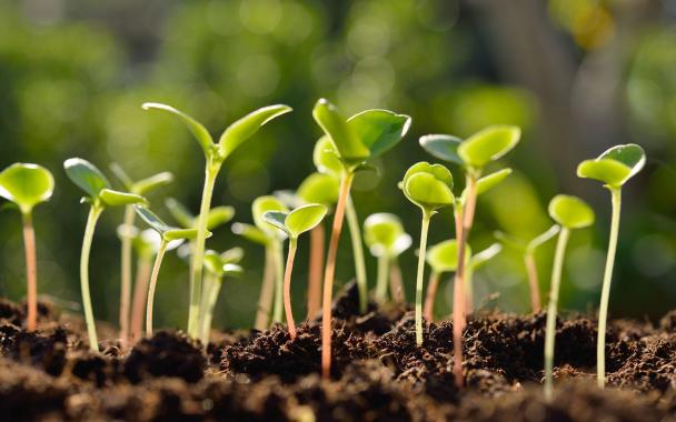 Seedlings