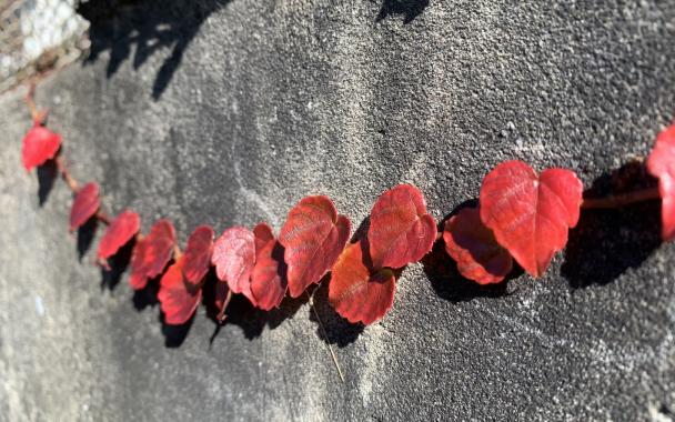 red vines