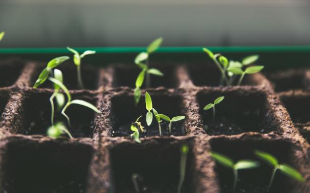 new plants growing