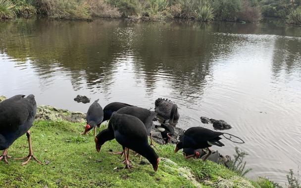pukekos