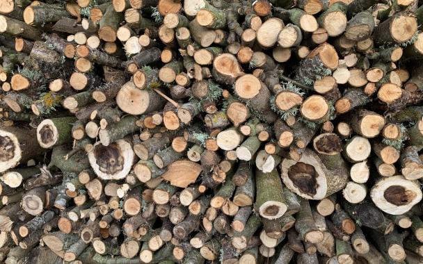 woodpile