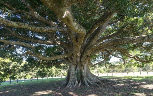 Fig Tree