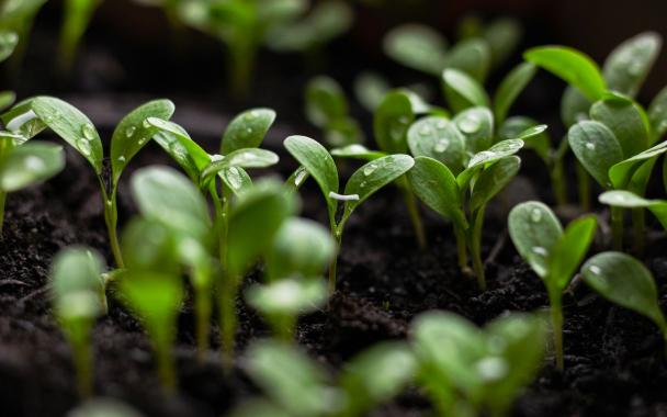 Seedlings